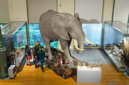 elefante nel museo di Madrid 