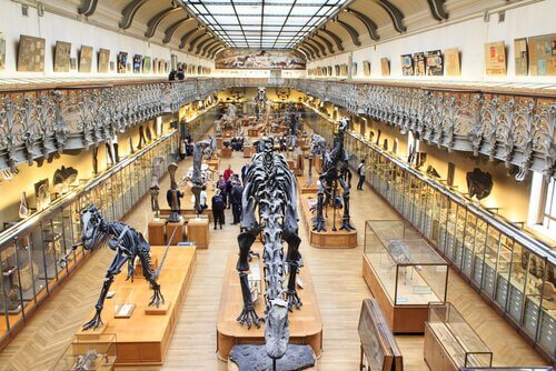 museo nazionale di storia naturale di Parigi 