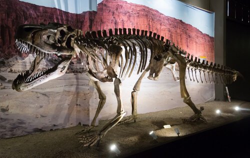Museo paleontologico Egidio Feruglio