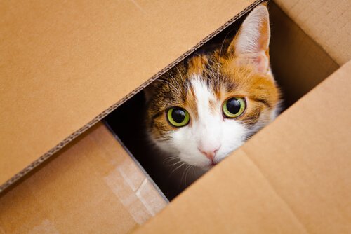 musetto di un gatto sbuca da una scatola