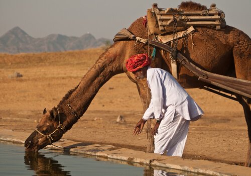 un cammello mentre beve dell'acqua con il suo conduttore