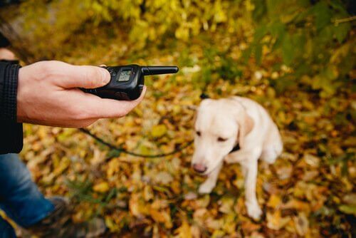 padrone con waltie talkie davanti al suo cane in un bosco