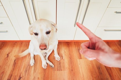 Padrone sgrida cane bianco in cucina