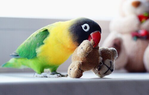 pappagallo con peluche in bocca