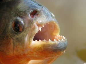 Piranha: il pesce più temuto e imprevedibile