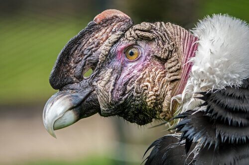 particolare di testa e becco del condor visti da vicino