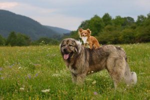 Il pastore del Caucaso, un gigante tra i cani