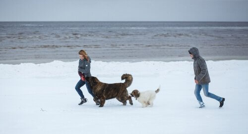coppia corre nella neve con due cani