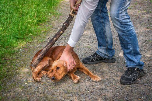 persona picchia con bastone un cagnolino