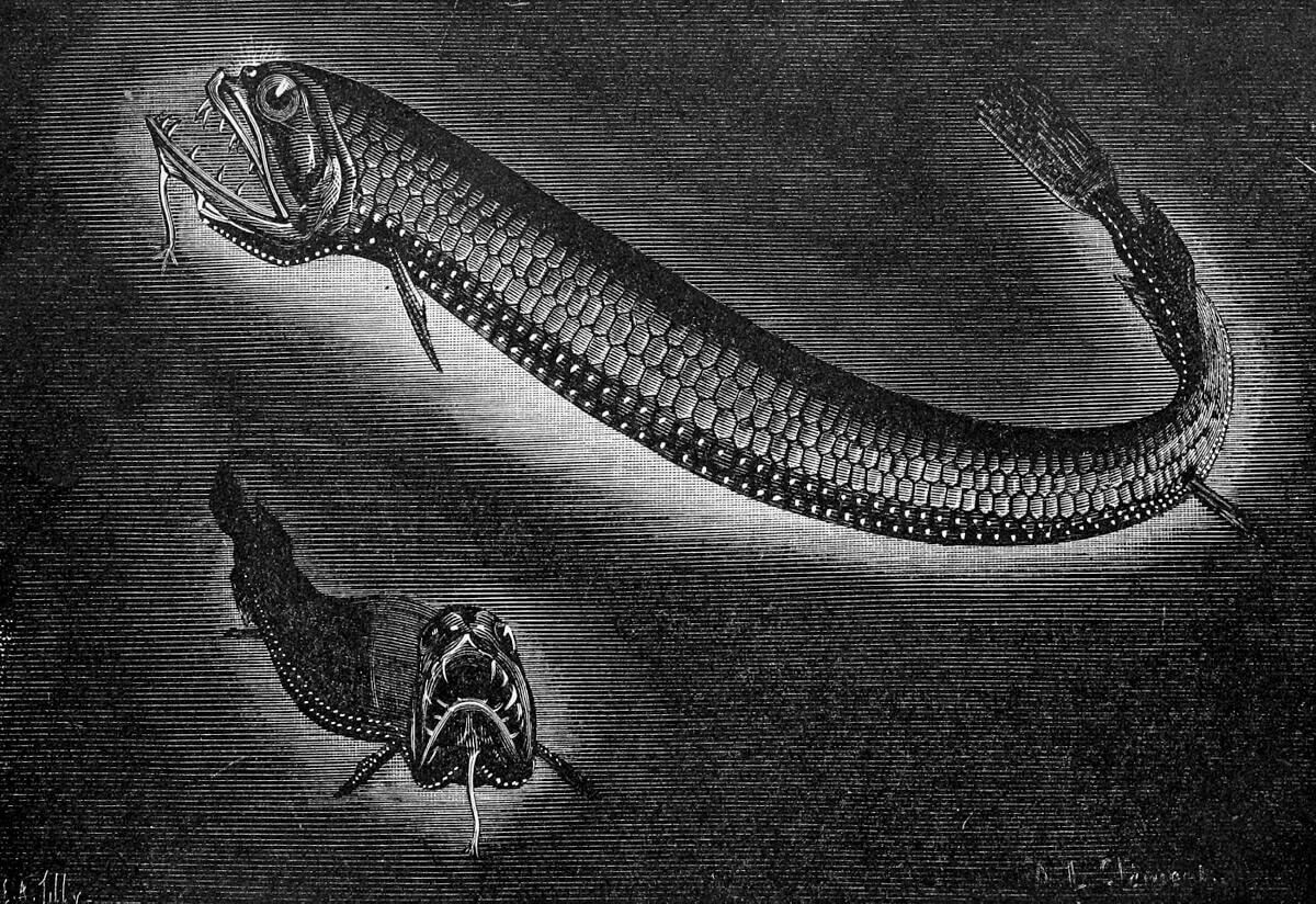 pesce drago abissale