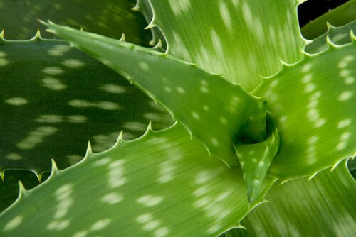 pianta di aloe vera