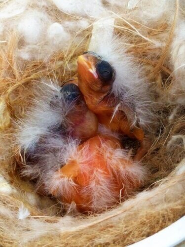 piccoli canarini nel nido