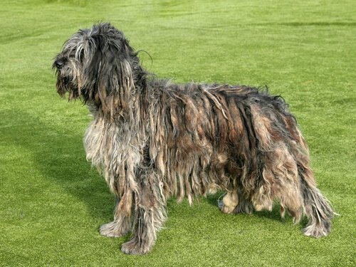profilo di un Cane da pastore bergamasco su un prato