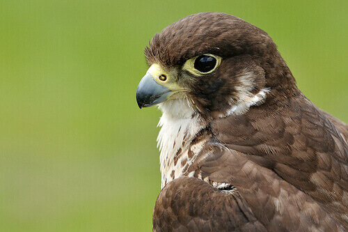 profilo ravvicinato di un falco 