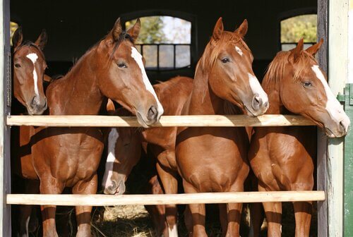 quattro cavalli marroni si affacciano dalla stalla sotto il sole