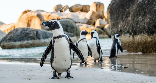 quattro pinguini camminano sui ghiacci