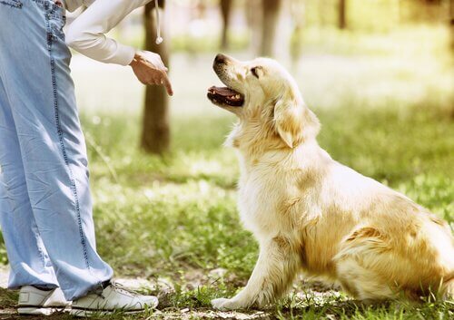 Al parco con il cane: consigli per essere proprietari responsabili