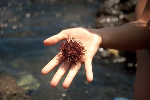 Ragazza tiene in mano un riccio di mare