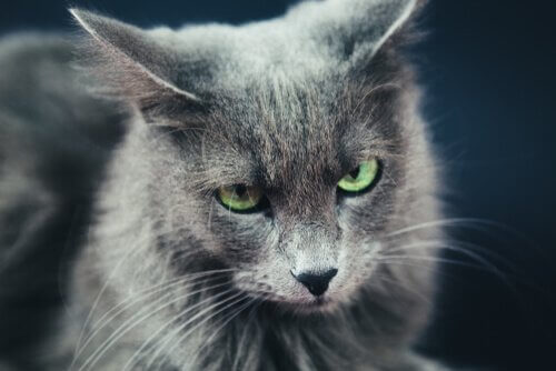 Gatto nebelung con orecchie all'indietro