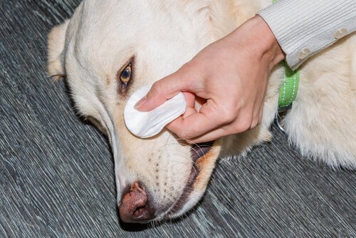 Persona pulisce le macchie da lacrimazione dal suo cane