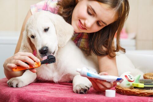 bambina che lava i denti ad un cane 