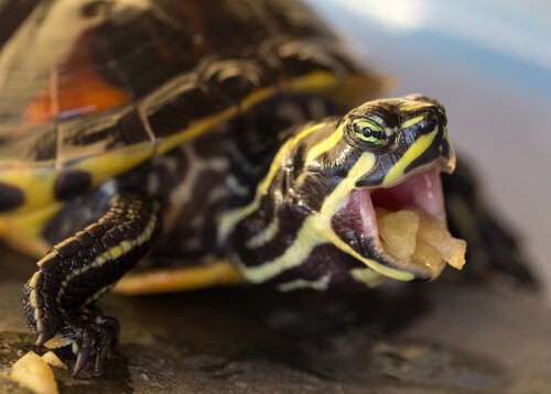 tartaruga acquatica che mangia 