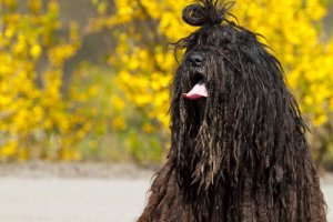 Bergamasco, il cane da pastore delle Alpi