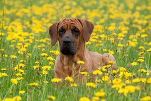 Il Tosa Inu: unione tra Europa e Asia