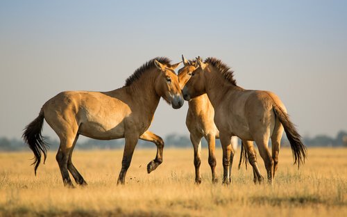 Il linguaggio dei cavalli: come capirlo e interpretarlo