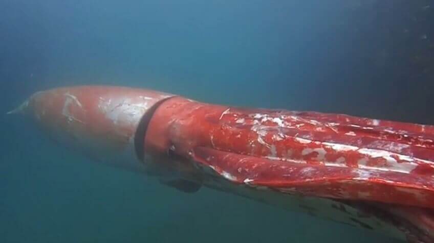 un Calamaro gigante rosso mentre nuota