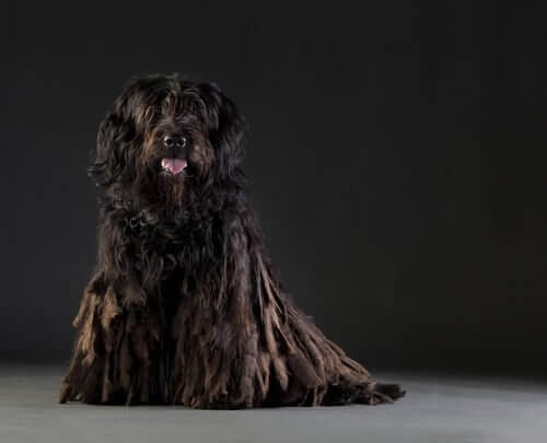 un Cane da pastore bergamasco nero seduto