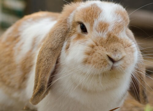 Coniglio ariete nano, un animale domestico dolcissimo