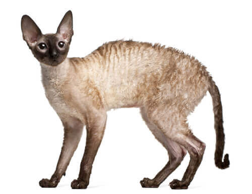 un Cornish Rex, dal pelo bianco