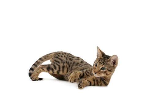 un Gatto Serengeti gioca di lato sdraiato