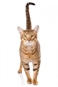 Gatto Serengeti, un gatto dall'aspetto selvaggio