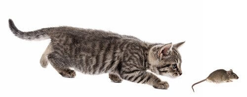 gatto Asian Smoke e Tabby insegue topo