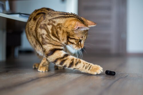 gatto gioca con oggetto sul pavimento