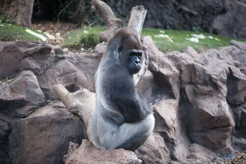 un Gorilla occidentale di spalle davanti a una scogliera
