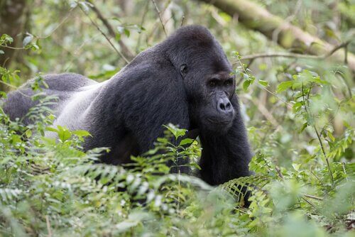 un Gorilla occidentale nascosto tra l'erba alta
