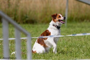 Kromfohrlander, una razza canina giovane e amichevole