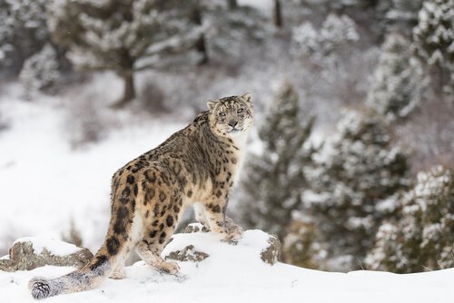 Leopardo delle nevi: caratteristiche, comportamento e habitat - I Miei Animali