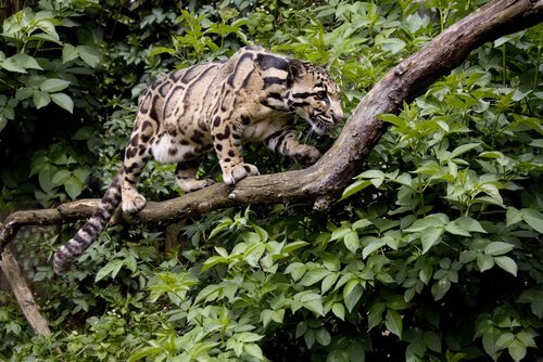 Leopardo nebuloso cammina su un ramo nella giungla