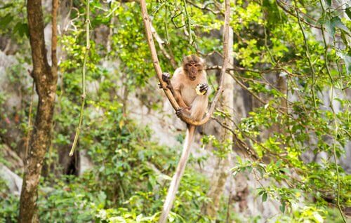 un Macaco cinomolgo seduto su una liana con un frutto in mano