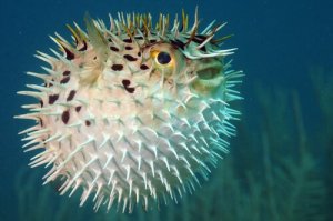 Pesce palla: tutto ciò che bisogna sapere