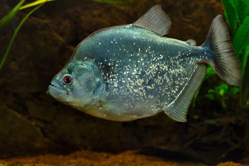 un Piranha iridescente