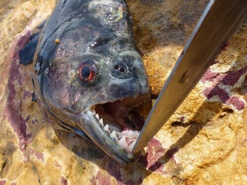 un Piranha con la bocca aperta da un coltello