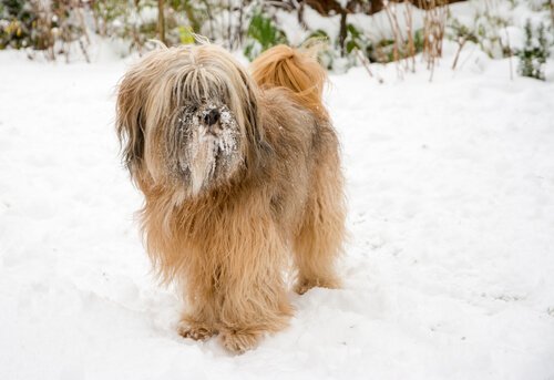 un Tibetan Terrier in piedi sulla neve