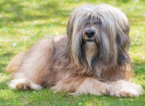 Tibetan Terrier: dai templi buddisti alle vostre case
