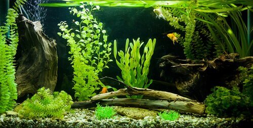 Acquario tropicale con pesci e piante