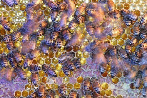 Un alveare con decine di api al lavoro
